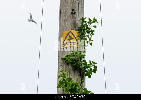 Pericolo di morte segno in giallo e nero su un palo in legno telegrafo con un aquilone che si abbalca in alto in un cielo piatto e blando Foto Stock