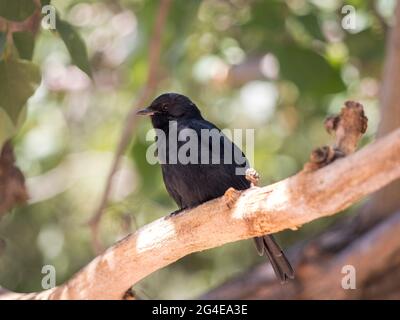 Southern Black-Flycatcher (Malaenornis pammelaina) uccello seduto su un ramo in un closeup albero Foto Stock