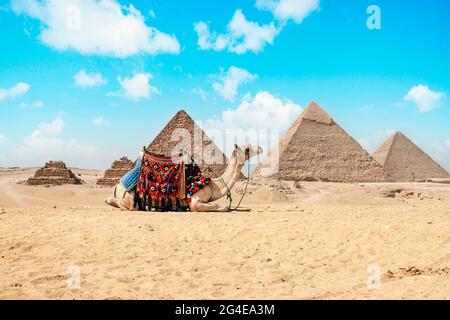 Cammello seduto di fronte alle grandi Piramidi di Giza in Egitto. Piramidi contro un cielo blu luminoso Foto Stock