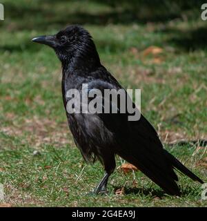 Primo piano di Carrion Crow, Corvus corone su un'erba verde Foto Stock