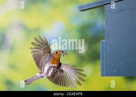 Rotkehlchen, am Nistkasten, Halbhöhle, Halbhöhlenkasten, Anflug mit Futter, Beute, Fütterung der Küken, fliegend, Flug, Flugbild, Eritacus ruvecula, Foto Stock