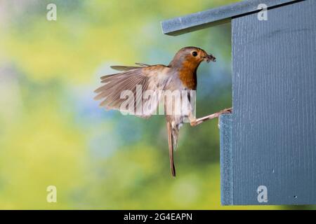 Rotkehlchen, am Nistkasten, Halbhöhle, Halbhöhlenkasten, Anflug mit Futter, Beute, Fütterung der Küken, fliegend, Flug, Flugbild, Eritacus ruvecula, Foto Stock