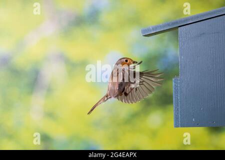 Rotkehlchen, am Nistkasten, Halbhöhle, Halbhöhlenkasten, Anflug mit Futter, Beute, Fütterung der Küken, fliegend, Flug, Flugbild, Eritacus ruvecula, Foto Stock