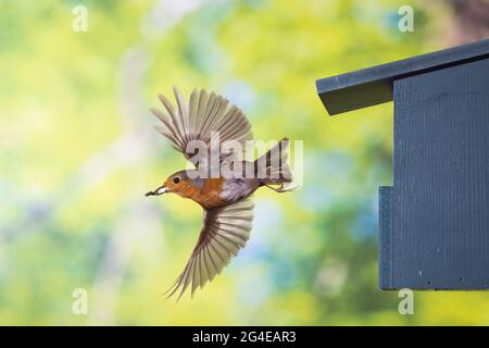 Rotkehlchen, am Nistkasten, Halbhöhle, Halbhöhlenkasten, Abflug mit Kotballen der Küken, fliegend, Flug, Flugbild, Erithacus ruboecula, robin, europeo Foto Stock