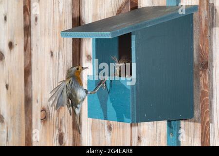 Rotkehlchen, am Nistkasten, Halbhöhle, Halbhöhlenkasten, Anflug mit Futter, Beute, Fütterung der Küken, fliegend, Flug, Flugbild, Eritacus ruvecula, Foto Stock