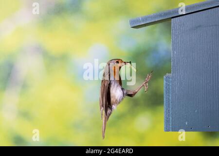 Rotkehlchen, am Nistkasten, Halbhöhle, Halbhöhlenkasten, Anflug mit Futter, Beute, Fütterung der Küken, fliegend, Flug, Flugbild, Eritacus ruvecula, Foto Stock