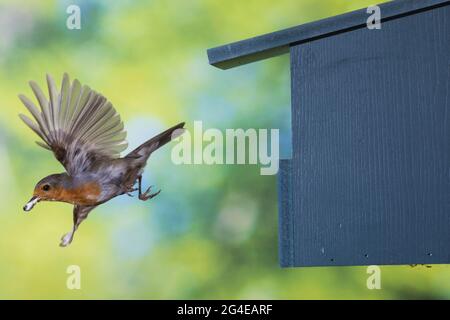 Rotkehlchen, am Nistkasten, Halbhöhle, Halbhöhlenkasten, Abflug mit Kotballen der Küken, fliegend, Flug, Flugbild, Erithacus ruboecula, robin, europeo Foto Stock