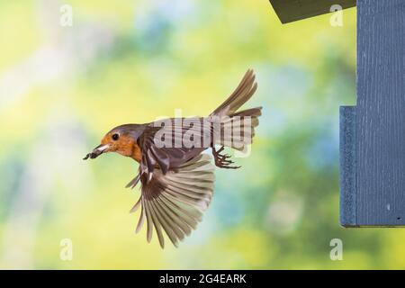 Rotkehlchen, am Nistkasten, Halbhöhle, Halbhöhlenkasten, Abflug mit Kotballen der Küken, fliegend, Flug, Flugbild, Erithacus ruboecula, robin, europeo Foto Stock