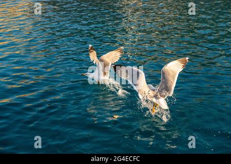 Due grandi gabbiani bianchi (Larus argentatus) lottano per il cibo nelle acque cristalline del Mar Mediterraneo nelle isole Cicladi, Grecia. Foto Stock