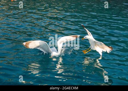 Due grandi gabbiani bianchi (Larus argentatus) lottano per il cibo nelle acque cristalline del Mar Mediterraneo nelle isole Cicladi, Grecia. Foto Stock