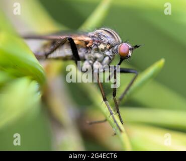 Macro, primo piano di UN Dagger Fly, Empidiae, che riposa su UNA pianta UK Foto Stock