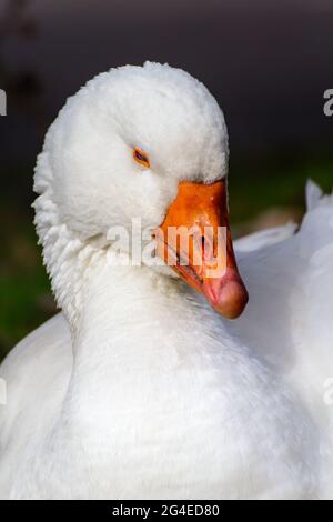 Capo DI UN'Oca Bianca addomesticata, Anser anser domesticus, che mostra Blue Eye e Orange Beak, New Forest UK Foto Stock