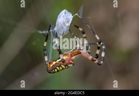 WASP Spider, Argiope bruennichi, immobilizzando Prey avvolgendo la sua preda con la seta dalle sue filiere Christchurch Inghilterra Foto Stock