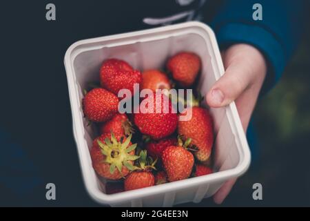 Fragole appena raccolte in un barile tenuto in mano del bambino. Primo piano Foto Stock