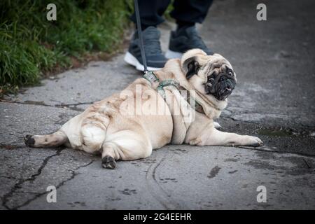 Immagine di un cane stanco che si stese su un terreno mentre è al guinzaglio. Il pug è una razza di cane con caratteristiche fisicamente distintive di una rugosa, cenere Foto Stock