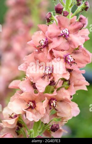 Verbascum 'schiacciamento dei Caraibi'. Mullein 'Caribbean Crush' conosciuto anche come Verbascum bombyciferum 'Caribbean Crush'. Fiori rosa albicocca Foto Stock