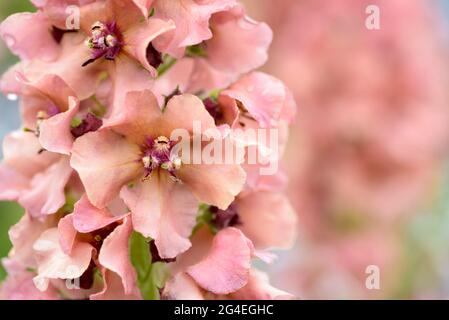 Verbascum 'schiacciamento dei Caraibi'. Mullein 'Caribbean Crush' conosciuto anche come Verbascum bombyciferum 'Caribbean Crush'. Fiori rosa albicocca Foto Stock