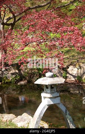 Maymont Park, Richmond, Virginia, Stati Uniti. Opere d'arte di un ruscello nel Giardino Giapponese. Acero in primavera. Foto Stock