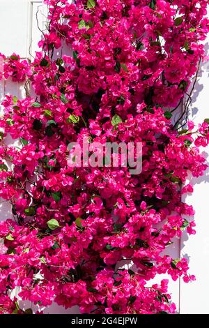 Bella bougainvillea rosa in fiore. Foto Stock