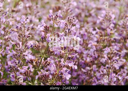 Pianta di menta (Catnip) in fiore Foto Stock