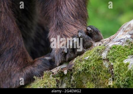 Particolare delle zampe di orso con artigli in pietra nella foresta estiva. Scena della fauna selvatica dalla natura Foto Stock