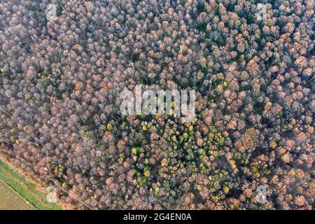 Vista dall'alto della foresta a foglia larga all'inizio della primavera Foto Stock