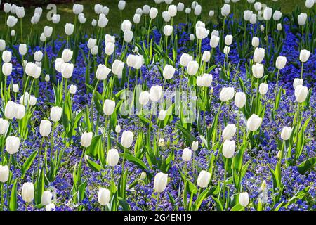 I tulipani bianchi fioriscono durante la stagione primaverile Foto Stock