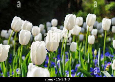 I tulipani bianchi fioriscono durante la stagione primaverile Foto Stock