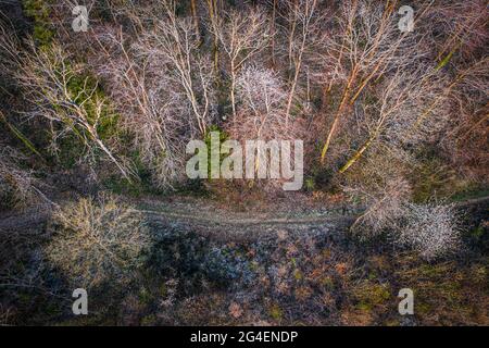 vista aerea di un sentiero che attraversa una foresta decidua all'inizio della primavera Foto Stock