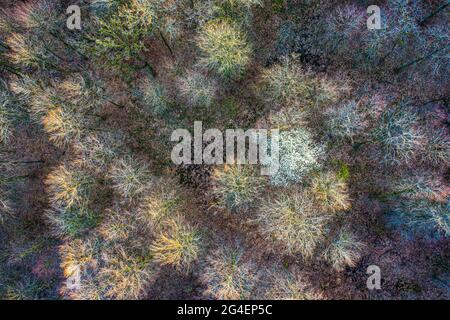 Vista dall'alto della foresta di alberi decidui all'inizio della primavera Foto Stock