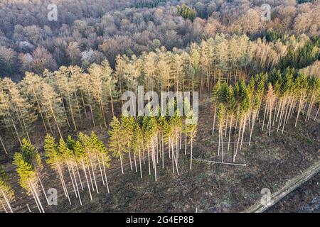 Vista aerea del lavoro di gestione forestale, Ardenne, Belgio. Foresta di alberi decidui e o contro foresta di abete rosso. Foto Stock