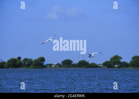 LAGO DI INDIA A KUTCH, GUJARAT, ACQUA BLU Foto Stock