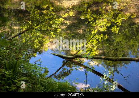 Riflessione nelle acque del fiume Hoenne tra Hemer e Balve, valle Hoenne, regione Sauerland, Nord Reno-Westfalia, Germania. Spiegelung im Foto Stock