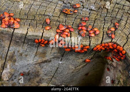 Un grande gruppo di insetti, l'alato rosso, si riunì sulla corteccia di un albero Foto Stock