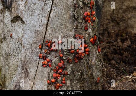 Un grande gruppo di insetti, l'alato rosso, si riunì sulla corteccia di un albero Foto Stock