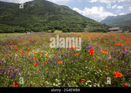 Bourisp (Francia) Giugno,15 2021; Paesaggio di papaveri e prato margherita in fiore con molluschi nella valle Aure nei Pirenei francesi. Foto Stock