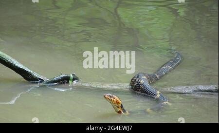 Il serpente d'acqua a fasce o il serpente d'acqua meridionale, Nerodia fasciata pictiventris. NONVENOMOUS, serpente endemico del Midwest e del Southeastern United state Foto Stock