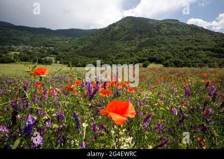 Bourisp (Francia) Giugno,15 2021; Paesaggio di papaveri e prato margherita in fiore con molluschi nella valle Aure nei Pirenei francesi. Foto Stock