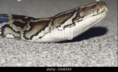 Testa in pitone birmano. Una delle più grandi specie di serpenti. Nativo di una grande area del Sud-est asiatico. Stato : vulnerabile, Python bivittatus Foto Stock