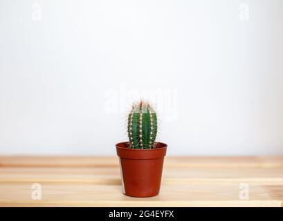 Un piccolo cactus in una pentola marrone su un tavolo di legno. Interni di design. C'è spazio libero per il testo. Foto Stock