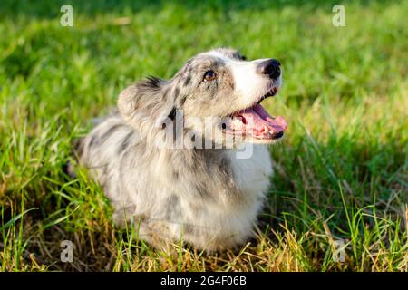 Gallese Corgi Cardigan su erba verde all'aperto Foto Stock