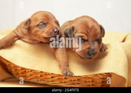 Due cuccioli della stessa covata si trovano in un cesto di vimini. Cuccioli neonati in un cesto decorativo. Foto Stock