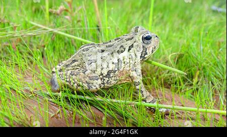 Il rospo di Fowler, Anaxyrus fowleri. Famiglia Bufonidae. Nativo del Nord America, dove si verifica in gran parte degli Stati Uniti orientali e parti di adiacenti Foto Stock