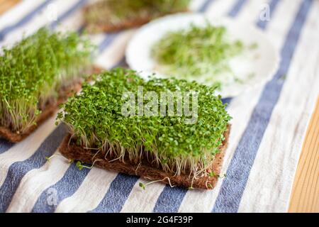 Primo piano di micro verdi di senape, rucola e altre piante a casa. Crescita senape e arugula germogli in primo piano a home.The concetto di vegan An Foto Stock