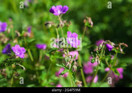 Fioritura legno mirtellano fiori selvatici su un prato Foto Stock