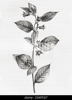 Atropa belladonna, alias belladonna o mortale nightshade, una pianta erbacea velenosa perenne della famiglia Solanaceae. From le Savant du foyer ou notions Scientifiques sur Les Objets Usuels de la vie, pubblicato nel 1864 Foto Stock