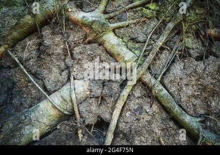 Natura sfondo astratto fatto di radici di alberi e terra. Foto Stock