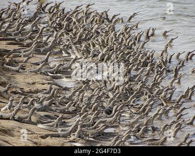 Gavialis gangeticus. Coccodrillo che mangia pesce. Criticamente svincolato. Regione di Chambal, India Foto Stock