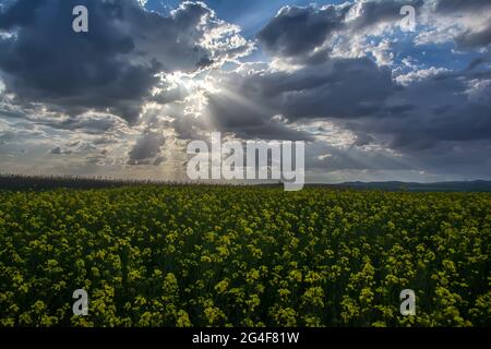 Papaveri e camomilla nel campo della colza, un tappeto di fiori rossi. Belle nuvole nel cielo. Foto Stock