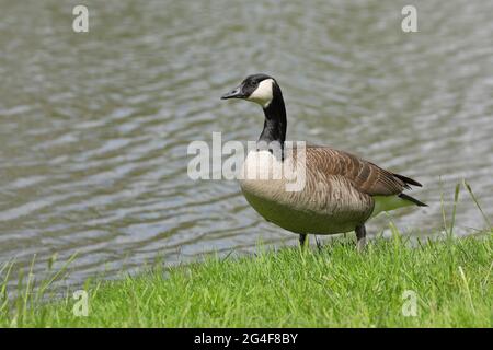 Canada Goose (Branta canadensis), che corre sulla riva di uno stagno, Wilnsdorf, Nord Reno-Westfalia, Germania Foto Stock